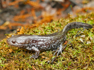 Mole Salamander-image