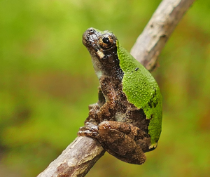 Bird-Voiced Treefrog-image