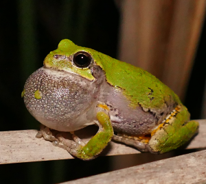 Cope's Gray Treefrog-image