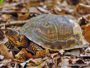 Eastern Box Turtle-image