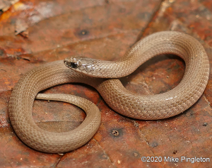 Smooth Earth Snake-image