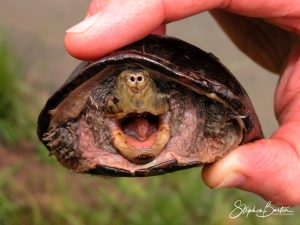 Common Musk Turtle-image