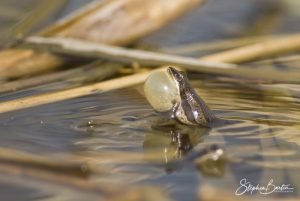 Striped Chorus Frog-image