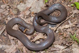 Ringneck Snake-image