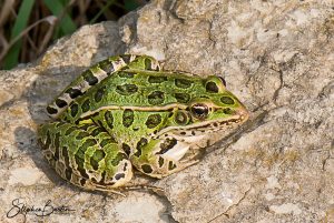 Northern Leopard Frog-image