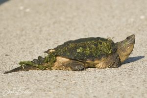 Snapping Turtle-image