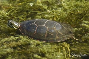 Painted Turtle-image