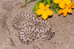 Western Hognose Snake-image