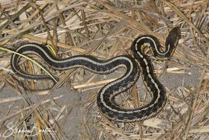 Garter Snake-image