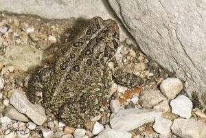 American Toad-image