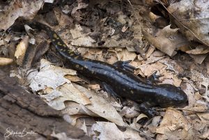 Tiger Salamander-image