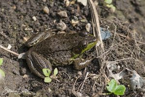 Green Frog-image