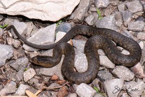 Mississippi Green Water Snake-image