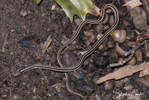 Eastern Ribbon Snake-image