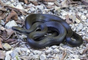 Rat Snake-image