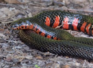 Mud Snake-image