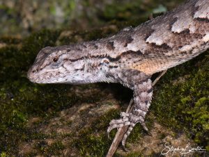 Fence Lizard-image