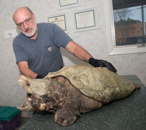 Alligator Snapping Turtle-image