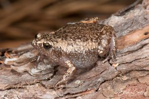 Eastern Narrowmouth Toad-image