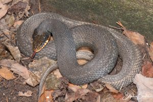 Plainbelly Water Snake-image