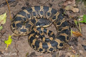 Eastern Hognose Snake-image