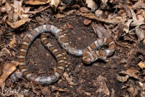 Milksnake-image